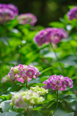 梅雨の晴れ間に咲く紫陽花
