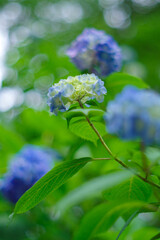 梅雨の晴れ間に咲く青い紫陽花

