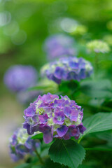 梅雨の晴れ間に咲く紫陽花
