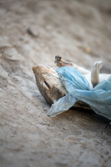 squirrel dead on ground with plastic in neck