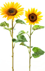 Obraz premium Sunflowers isolated on white background.