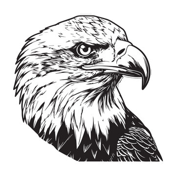 recommend clip art: eagle on a white background line art for logo prints coloring for kids