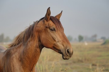 Obraz premium marwari horse