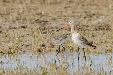 A close-up shot of a juvenile or subadult Black-tailed godwit (Limosa limosa) in migration foraging in its natural habitat, a wetland reserve, in Beijing, China. Distinct long bill and long legs. 