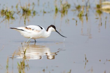 A close-up shot of a moulting Pied avocet (Recurvirostra avosetta) in migration, foraging in its natural habitat, a wetland reserve, in Beijing, China. Bill curved backwards.