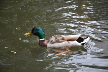 Fototapeta premium Exploring Lubbenau/Spreewald