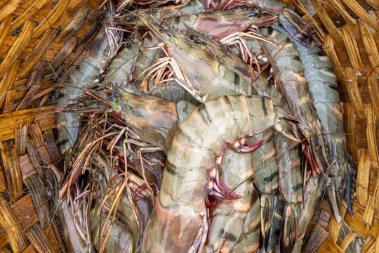 Fresh varieties of sea food meat like fishes, crabs, shrimp, prawns, squid, cuttlefish, octopus, sharks, dry fish, etc,. Selling at Chennai Kasimedu - the largest fish market place in south india.