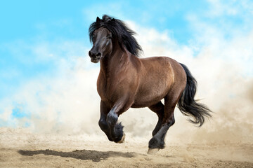 Black horse with long mane