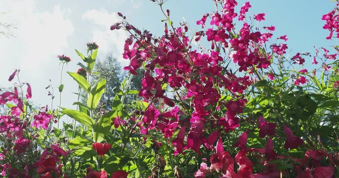 (Penstemon x gloxinioides) Lovely penstemon or Beartongue 'Garnet'  flowers with bright red-pink flowers and white throats, rising above green foliage as ornamental plant in a garden