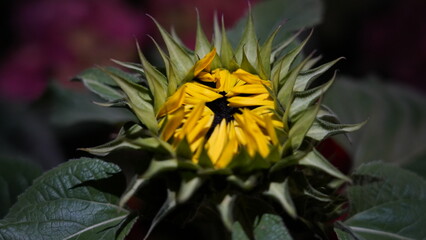 Sunflowers (Helianthus annuus) are iconic, sun-loving plants known for their large, bright yellow flowers and their ability to follow the sun. |向日葵