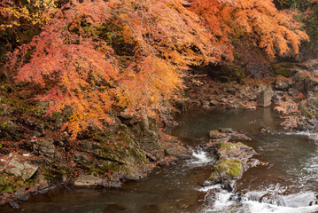 栃木県にある紅葉がとても美しい馬門の滝A waterfall landscape with beautiful autumn leaves in Japan