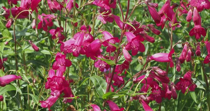 (Penstemon x gloxinioides) Garnet Beard Tongue flowers. Beautiful spikes of red tubular flowers with hot pink overtones and white throats on purple stems