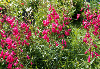 Fototapeta premium Beardtongues or Penstemon x gloxinioides 'Garnet' producing numerous upright flower stalks with long, tubular pink to reddish flowers with white throat along purple stalks