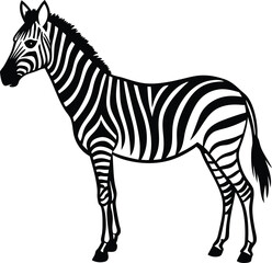 zebra isolated on white