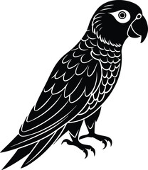 black and white bird