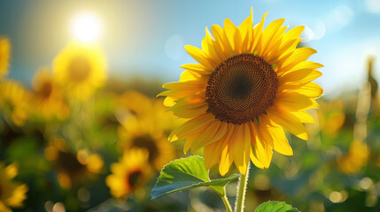 Obraz premium Close-up of a vibrant sunflower basking in the sunlight with a field of sunflowers in the background.