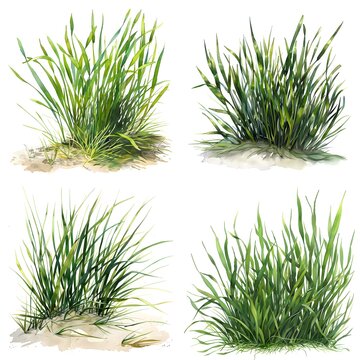 Set Of Watercolor Eelgrass or Zostera Marina Illustration On White Background
