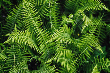 fern leaves