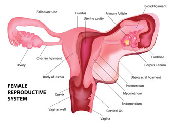 Female reproductive system diagram labeled