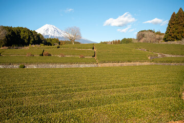 富士山と茶畑の美しいコラボ風景Beautiful collaborative landscape of Mt. Fuji and tea...