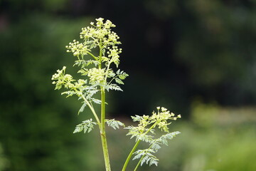 Conium maculatum, known as hemlock (British English), or poison hemlock (American English) is a...