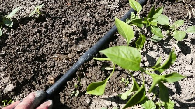 Gryllotalpa bug, an agricultural pest, breaks and damages plant and vegetable seedlings,