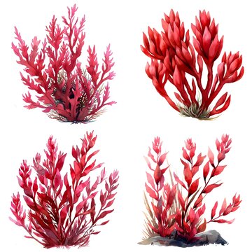 Red Algae Watercolor Illustration On White Background