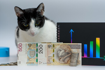 Koszty utrzymania i leczenia kotów domowych, dane ekonomiczne, finanse domowe © Paweł Kacperek