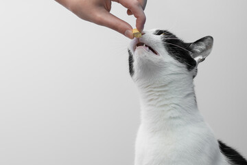 Kot karmiony liofilizowanym kurczakiem © Paweł Kacperek