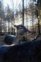 Reh im Wald
