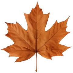 Fototapeta premium autumn maple leaf