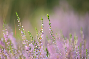 Beautiful pink heather blooming in the summer forest. Woodlands scenery of Latvia, Northern Europe.
