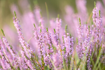 Beautiful pink heather blooming in the summer forest. Woodlands scenery of Latvia, Northern Europe.