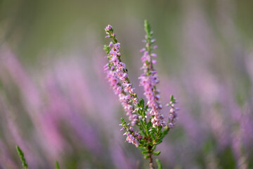 Beautiful pink heather blooming in the summer forest. Woodlands scenery of Latvia, Northern Europe.
