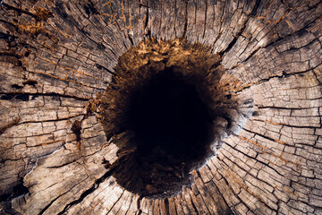 Tree trunk with dark nature hole and textured bark © romaset