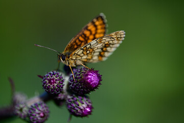 butterfly on thistle