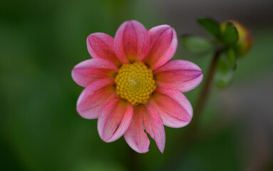 Dahlia Flower