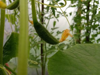 A young small cucumber ripens on a bush in a greenhouse. Cultivation of healthy and tasty cucumbers in greenhouse conditions
