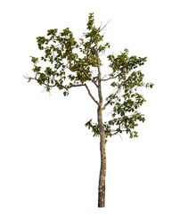 Green tree isolated on transparent background with clipping path and alpha channel.