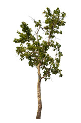 Green tree isolated on transparent background with clipping path and alpha channel.