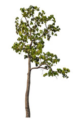 Obraz premium Green tree isolated on transparent background with clipping path and alpha channel.