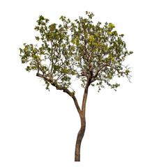 Obraz premium Tree isolated on transparent background with clipping path and alpha channel.