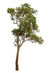 Tree isolated on transparent background with clipping path and alpha channel.