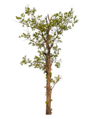 Obraz premium Green tree isolated on transparent background with clipping path and alpha channel..