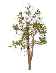 Tree isolated on transparent background with clipping path and alpha channel.