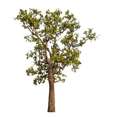 Obraz premium Tree isolated on transparent background with clipping path and alpha channel.