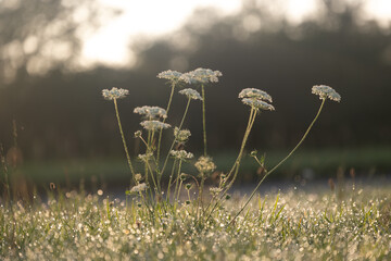 Beautiful Queen Anne's lace flowers in summer meadow. Sunny rural scenery of Latvia, Northern...