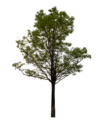 Tree isolated on transparent background with clipping path and alpha channel.