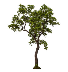 Obraz premium Green tree isolated on transparent background with clipping path and alpha channel.