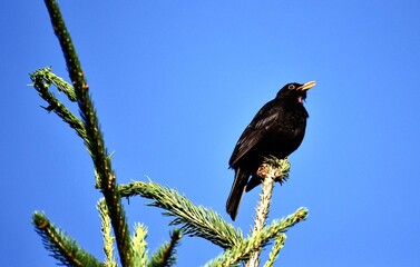 blackbird sitting on the top of a spruce tree, blue sky background